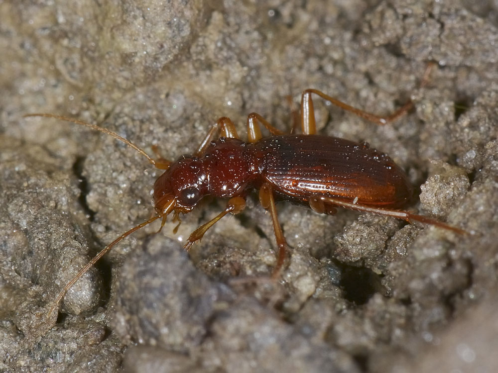 Leistus ferrugineus